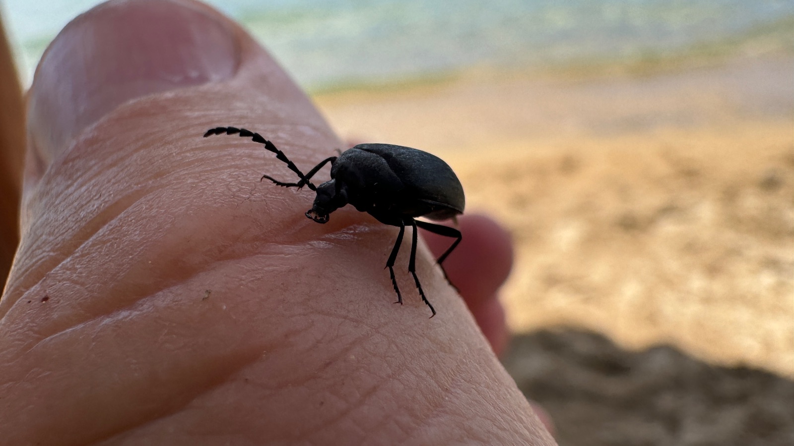 1:02 pm. A small black beetle on a thumb, the beach blurred behind.