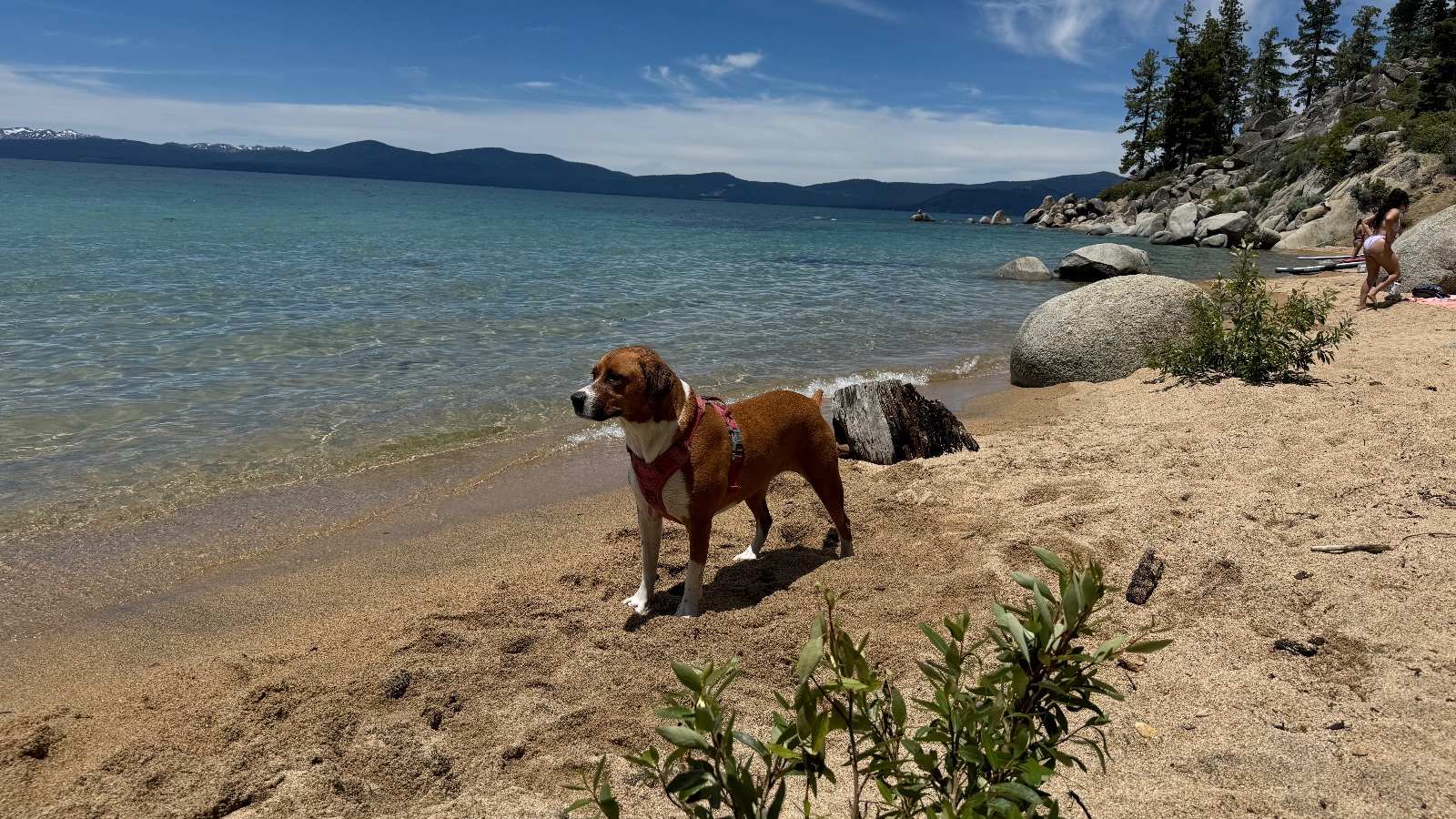 1:03. The dog on the sand in a red harness, boulders and the far ridge behind.