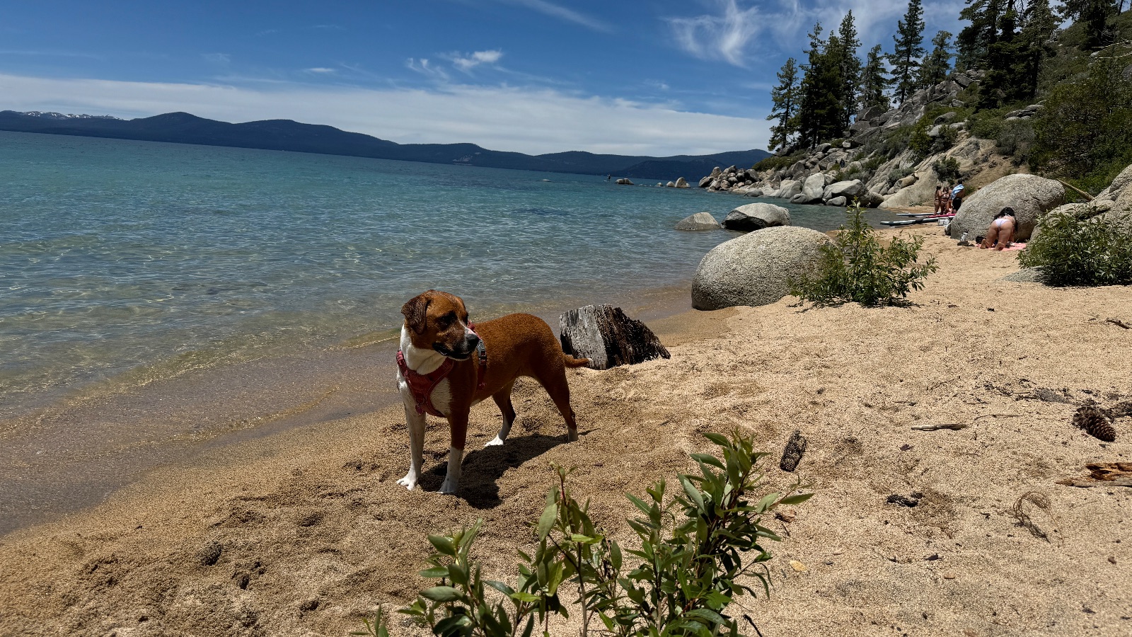 And off down the beach.