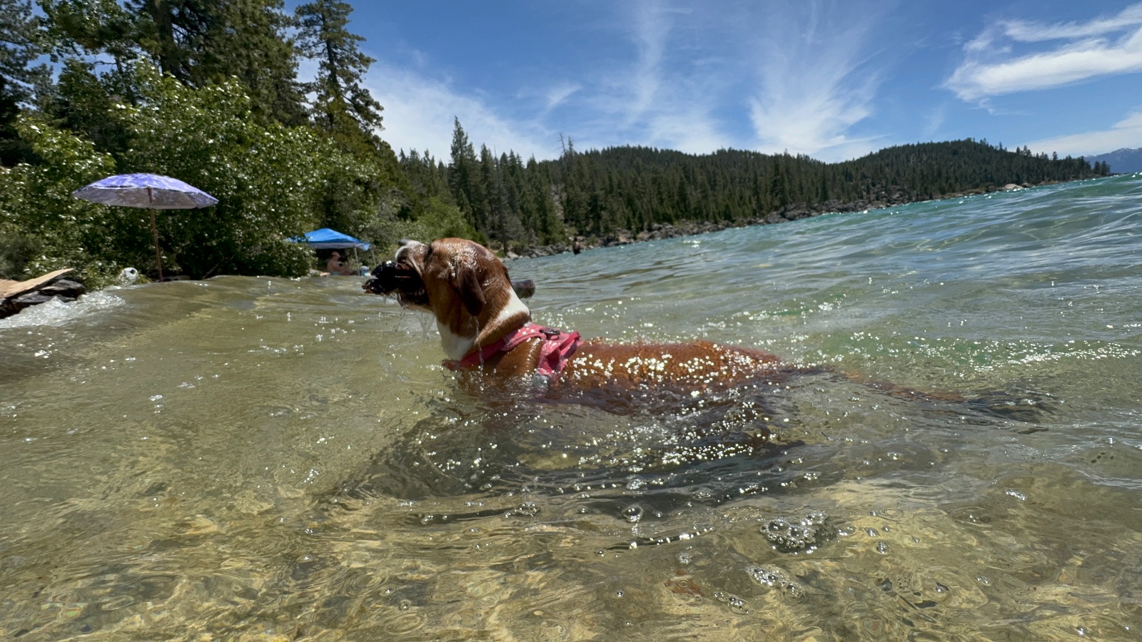 1:50. Shot at the waterline: a swim past with something in the mouth, the water clear to the sand.