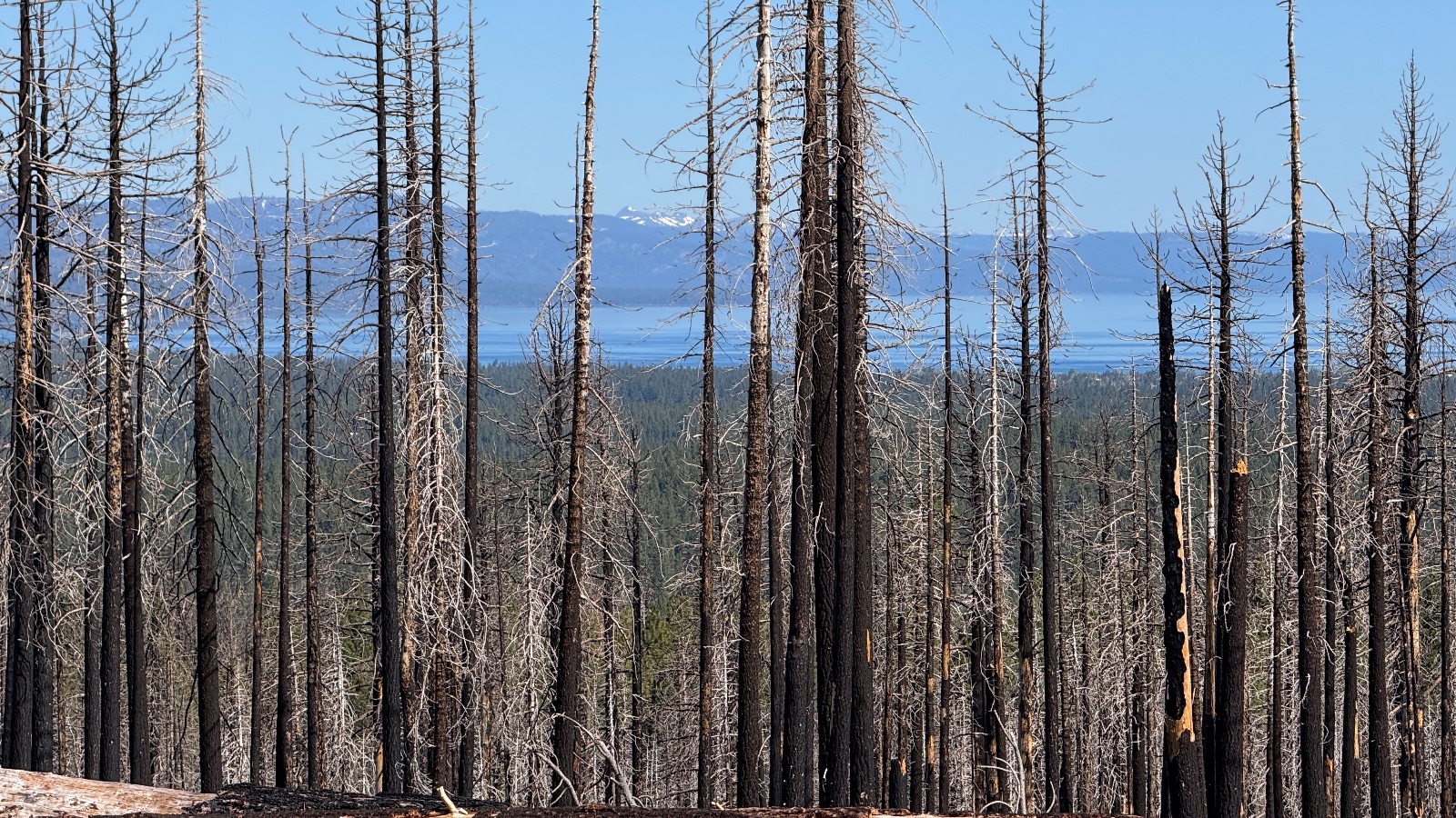 Blue water and distant mountains through the burned trees.