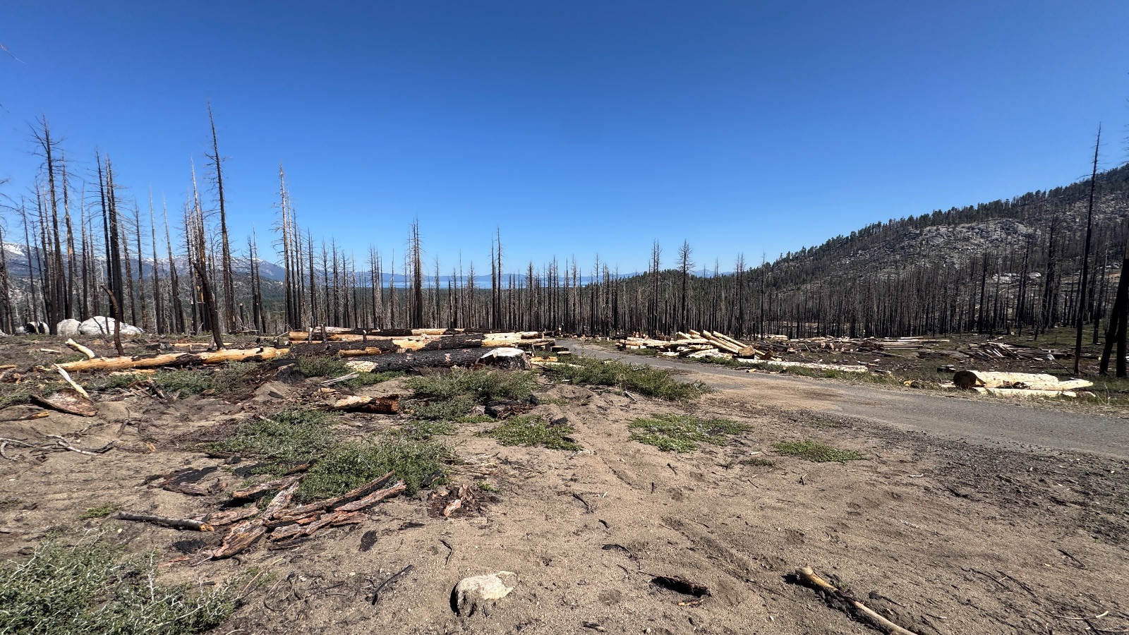 A dirt road through the burn, logs cut and stacked.