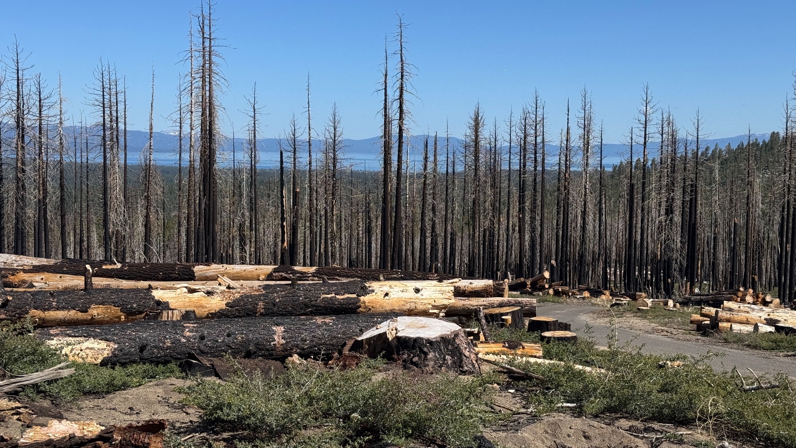 9:32. Cut logs, standing snags and the lake beyond.
