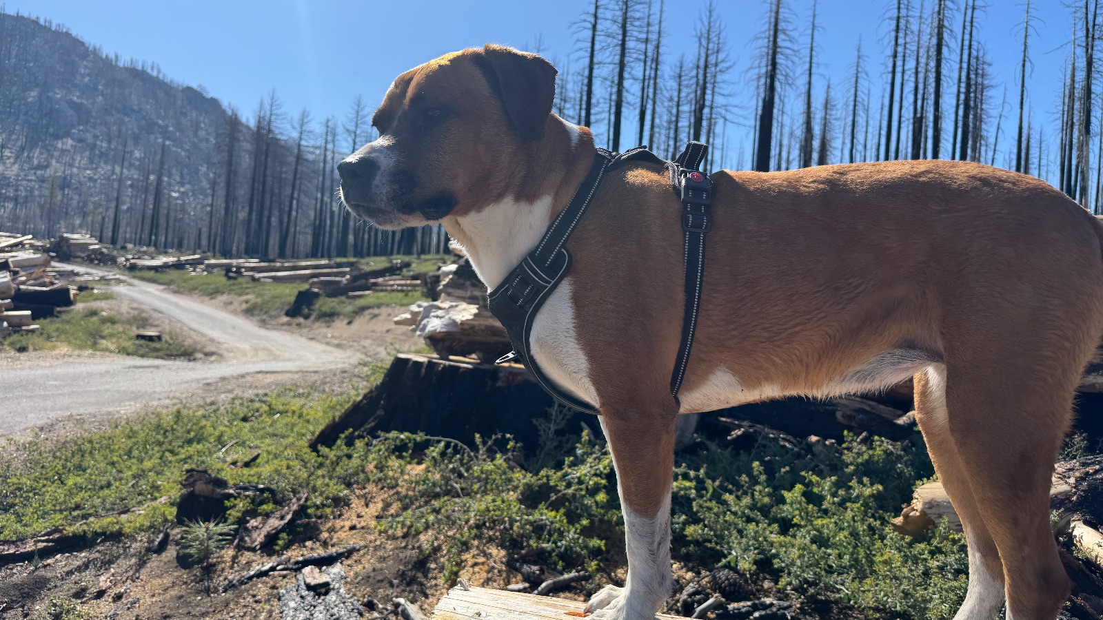 The dog on a stump, taking in the view.