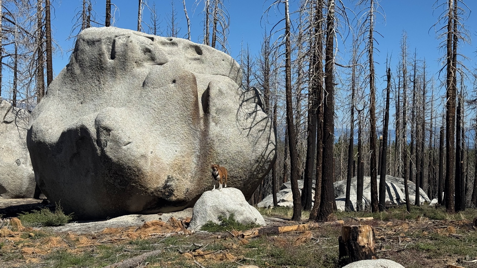 9:52. The dog at the foot of a huge granite boulder.