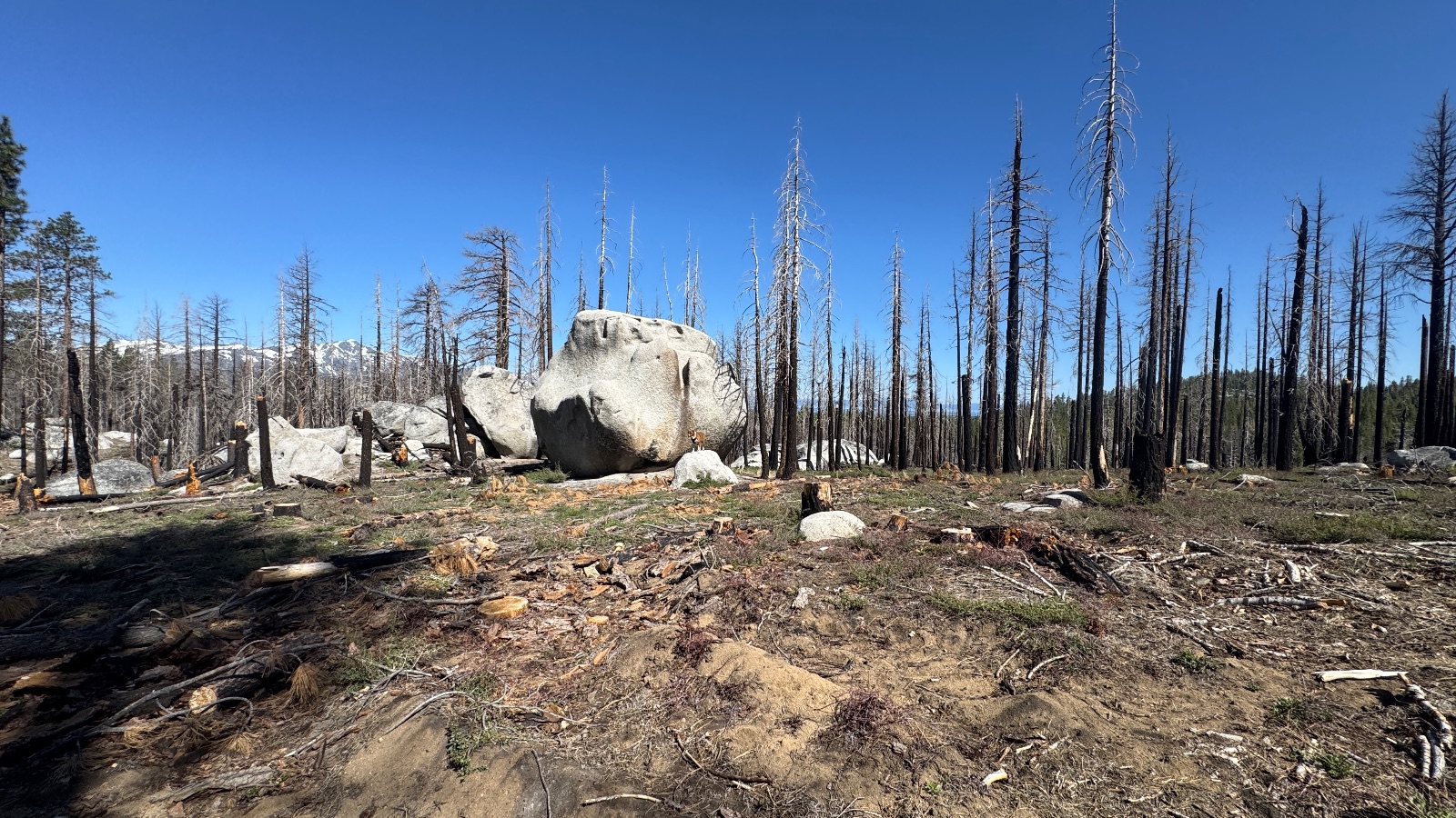 The same boulder, among the burned trees.