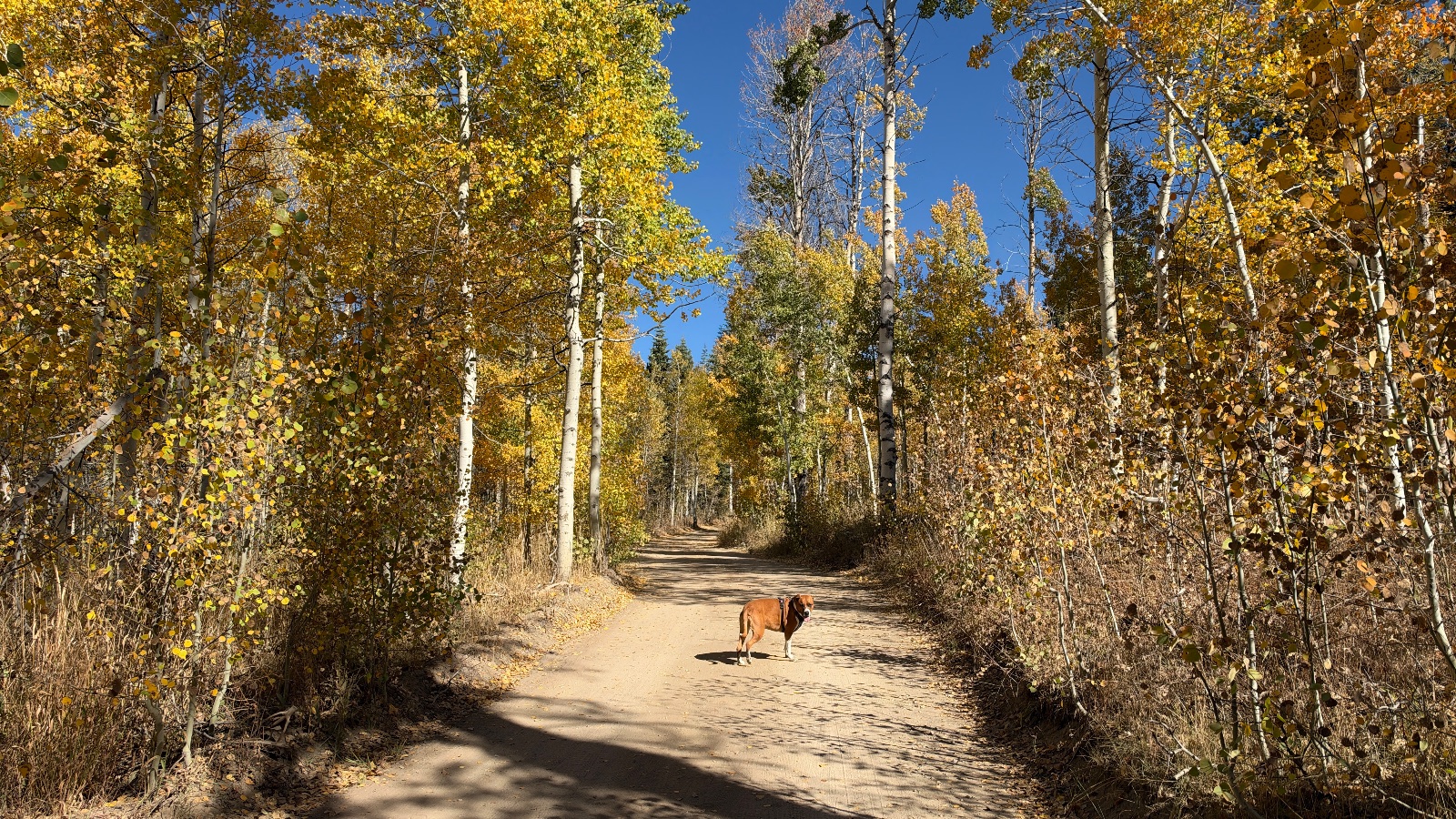 10:47. A dog in a harness waits on the doubletrack between the aspens.