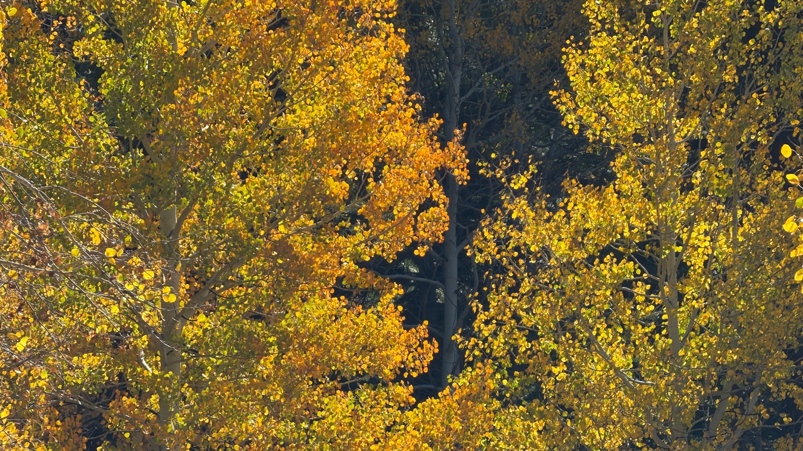 11:19. Backlit aspen leaves against the shadowed trunks behind them.