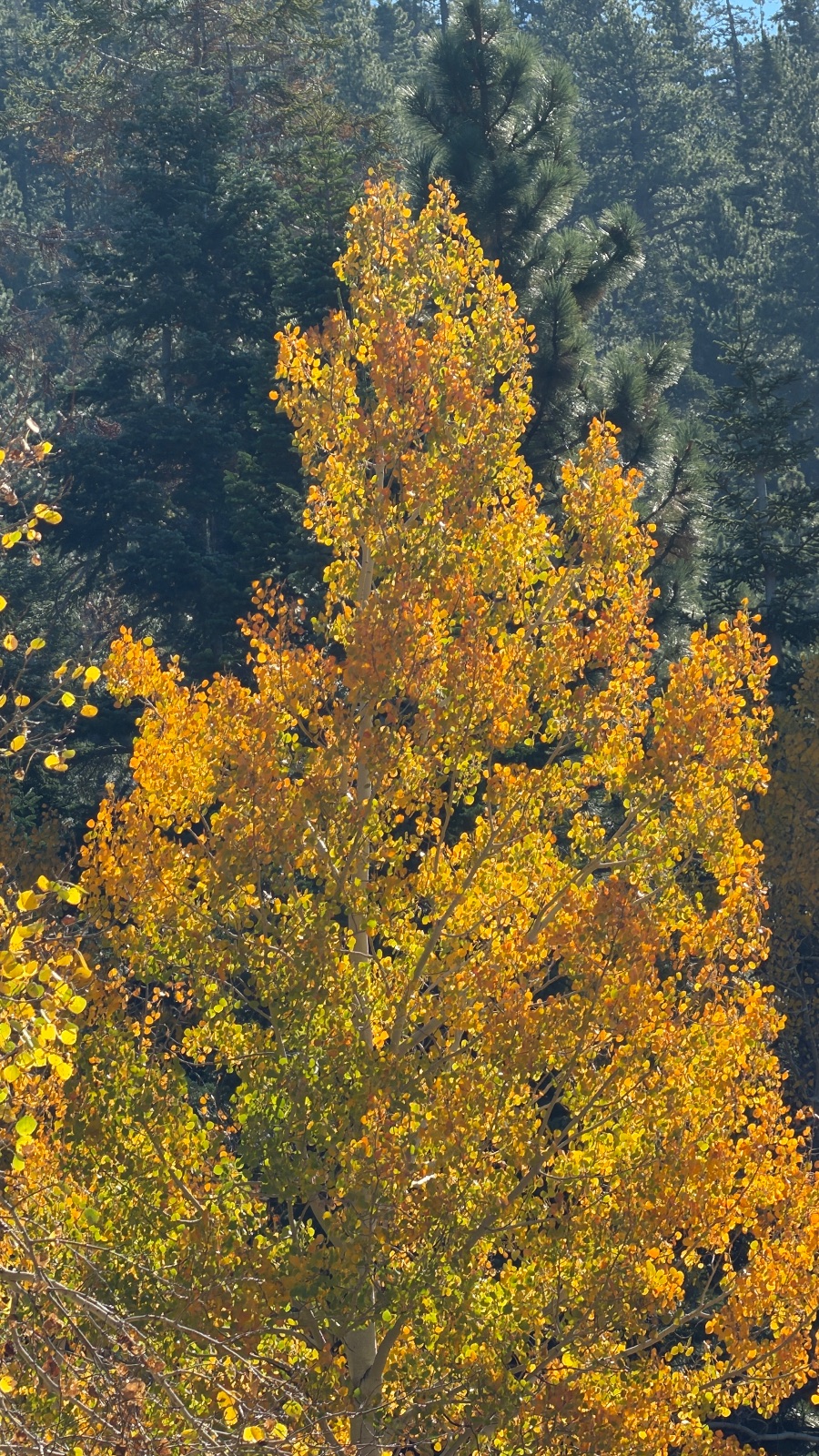 One aspen, lit from behind, against the dark firs.