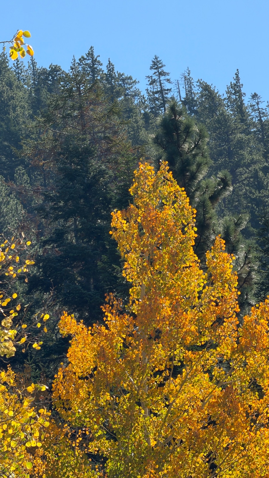 The same tree with the pines and a strip of blue sky above.