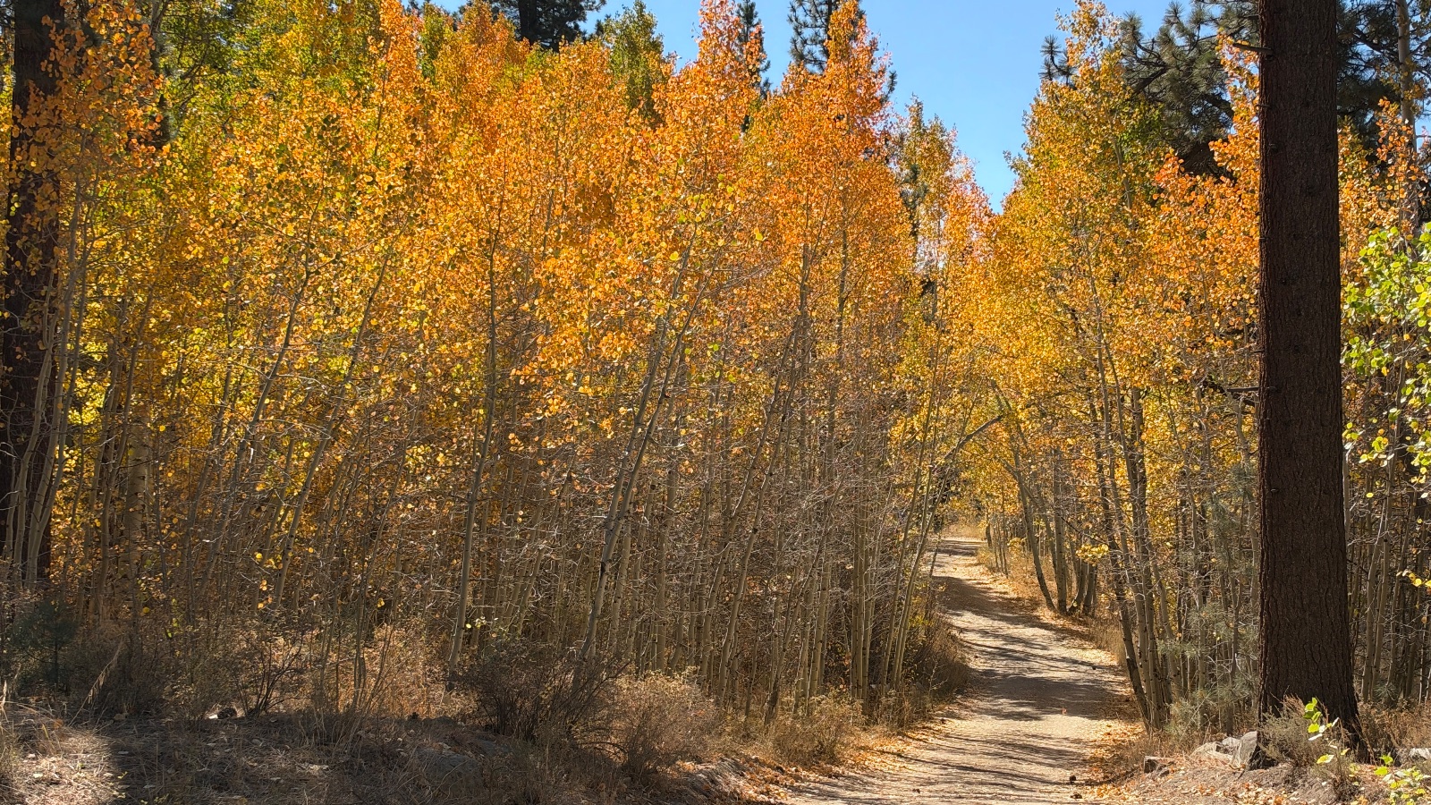 11:51. The trail slips through a stand of orange aspens.