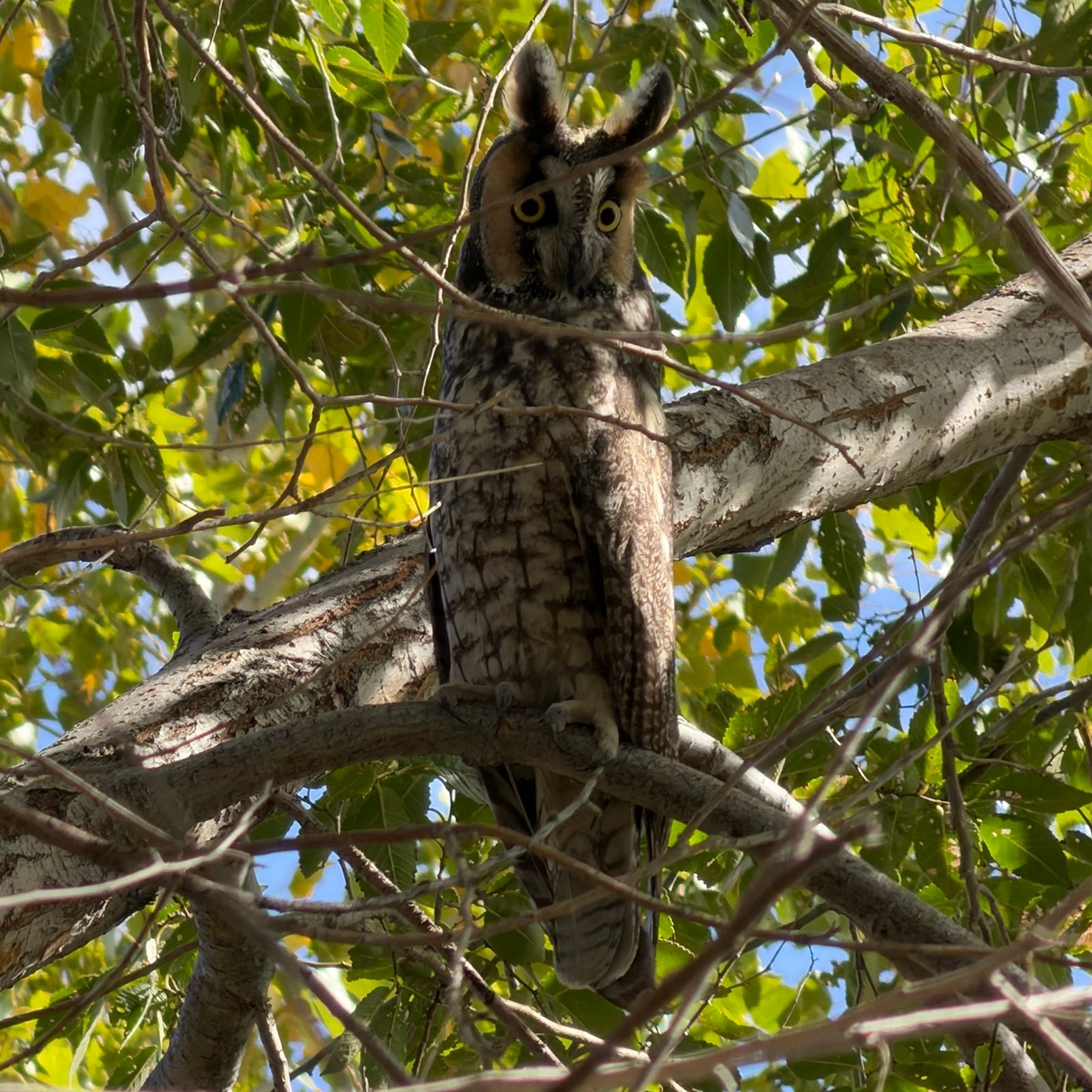 An adult Long-eared Owl (Asio otus) in a tree looking around.