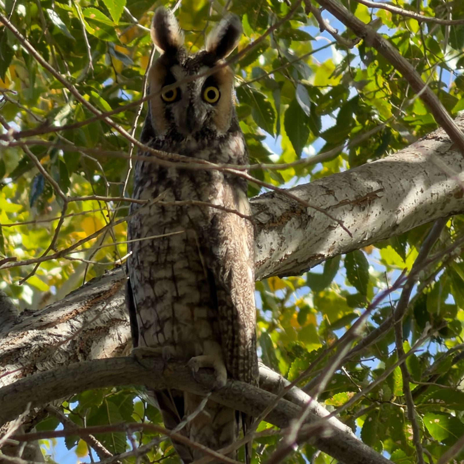 This bird is an adult Long-eared Owl (Asio otus).