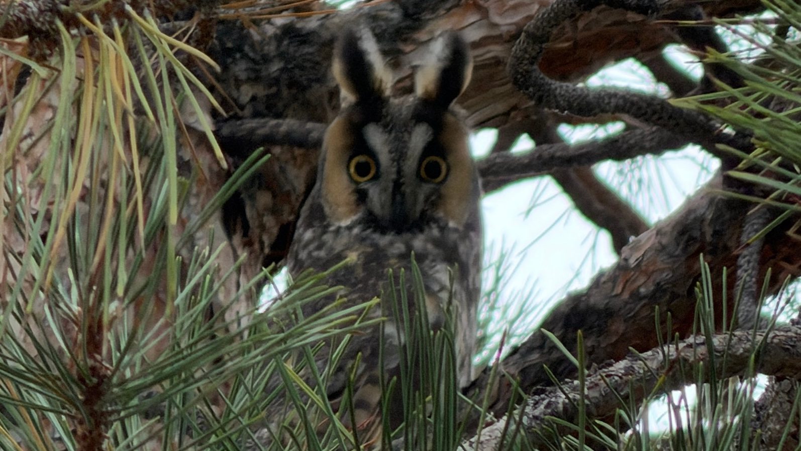 The owl is hiding from the other birds trying to get some rest.