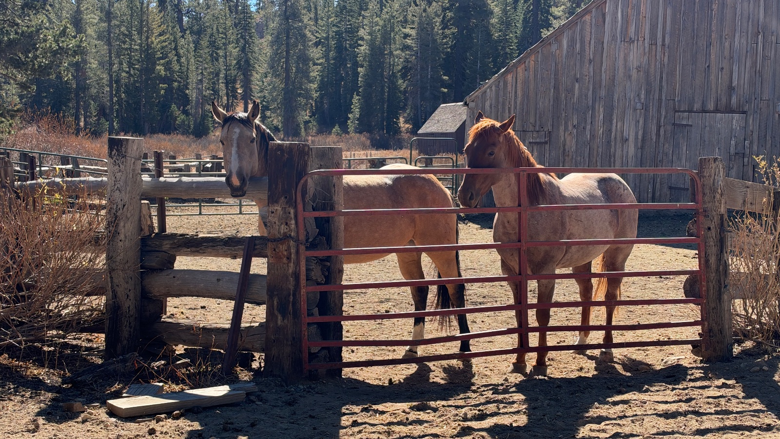 Two horses at a red gate beside an old wooden barn, 11:14.