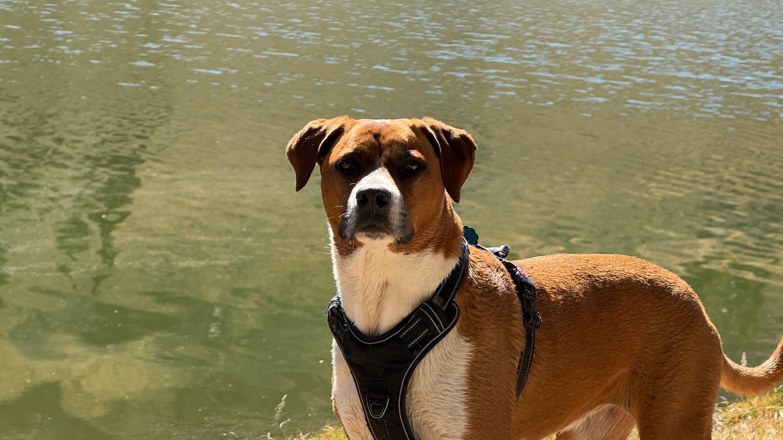 Marley in her harness at the water's edge, 12:24.