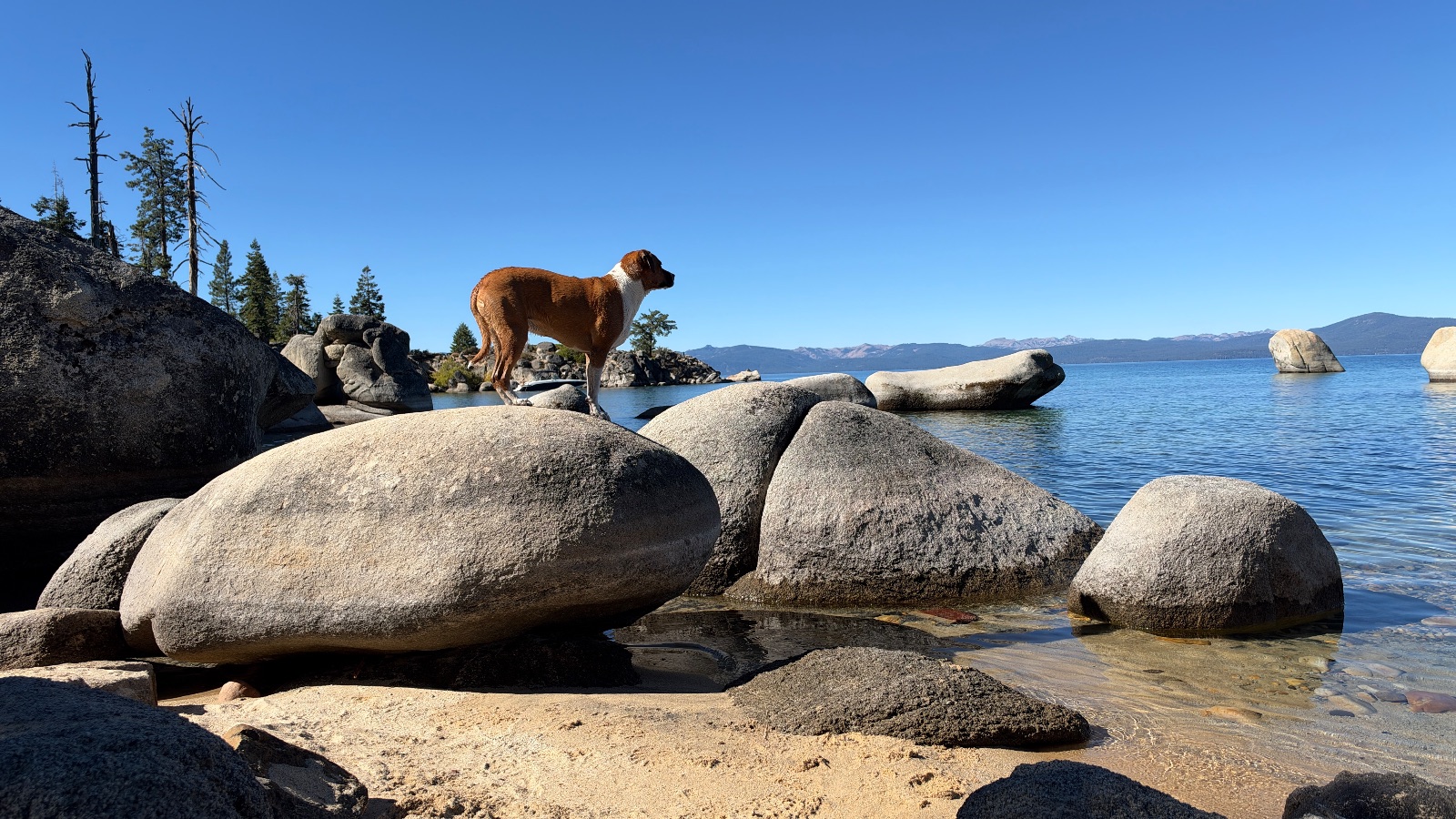 11:32. Marley standing on top of a granite boulder by the lake.