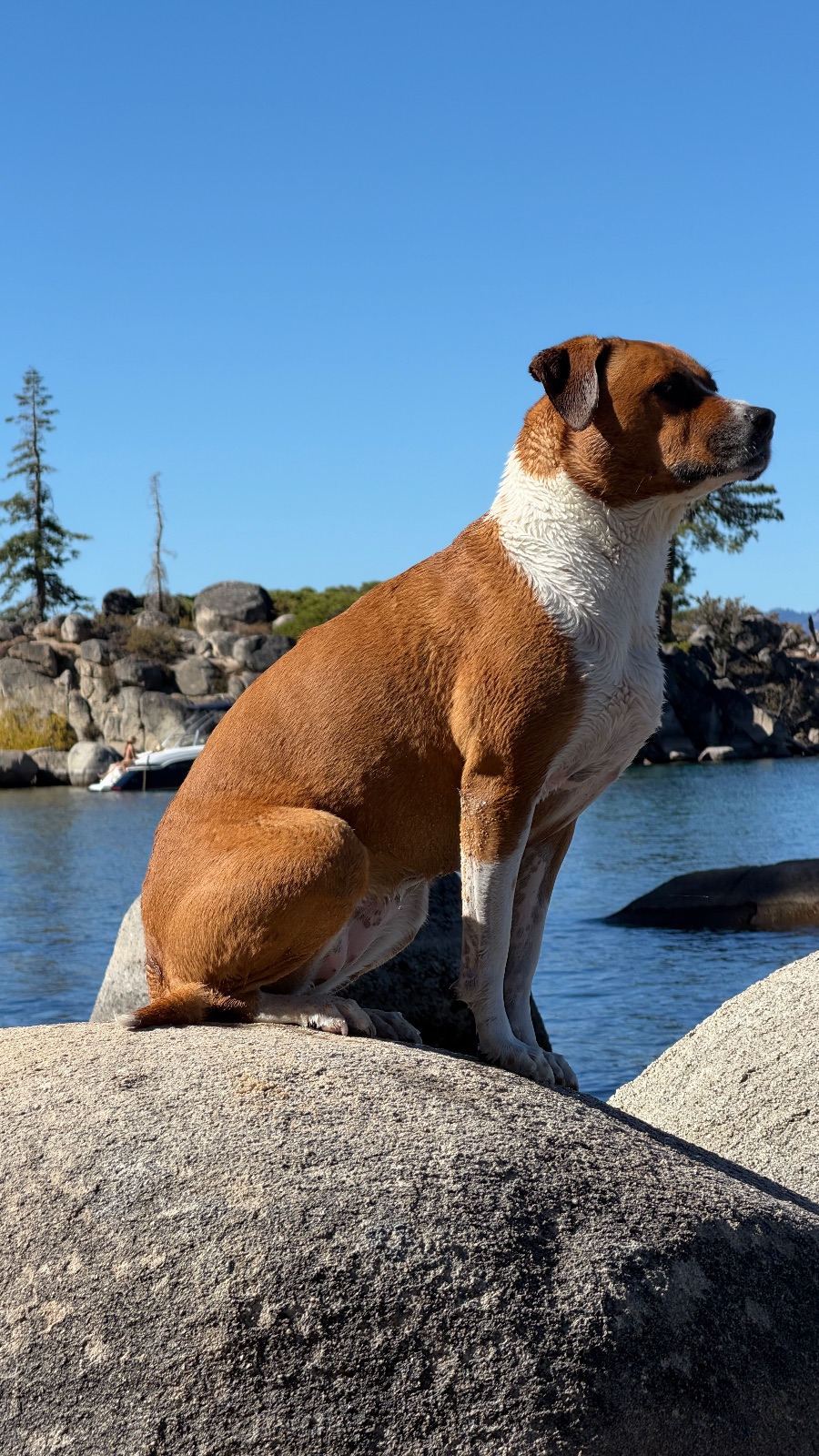 Marley on her rock, against a clear blue sky.